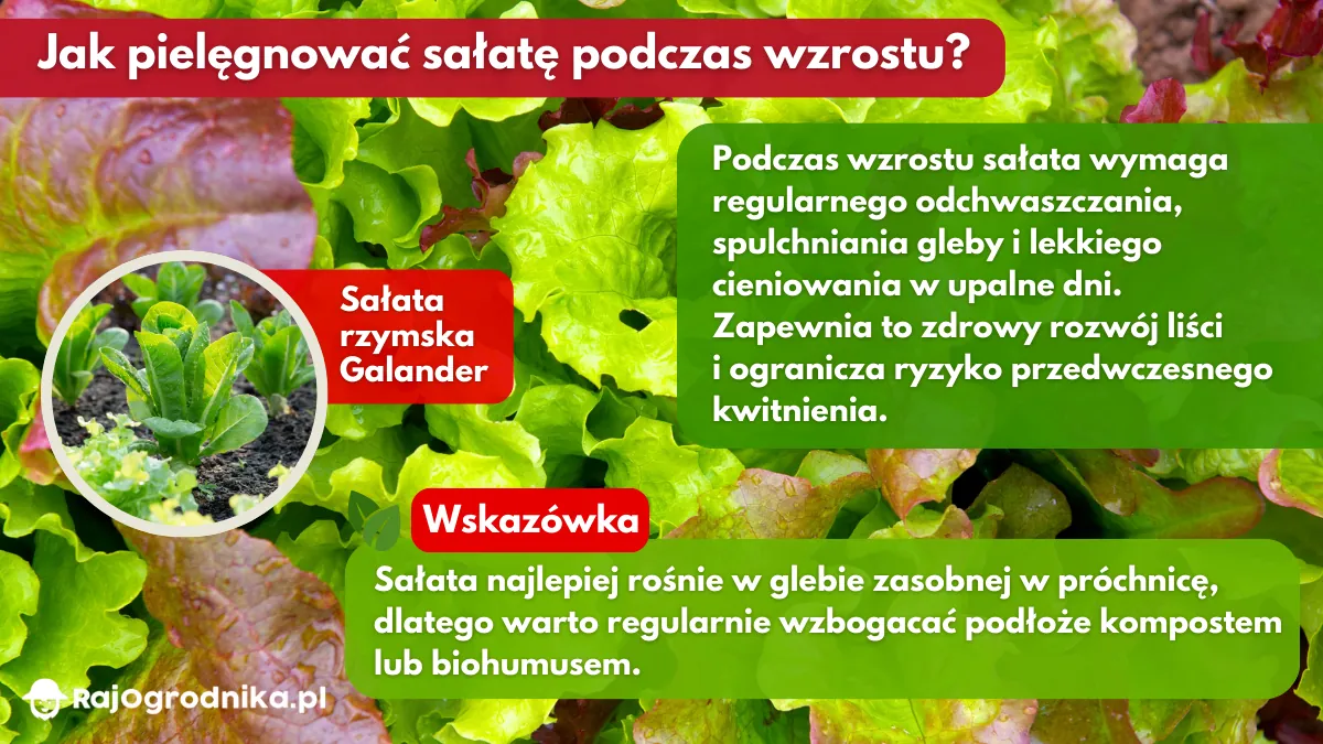 Jak-pielęgnować-sałatę-podczas-wzrostu-blog-sklep-rajogrodnika